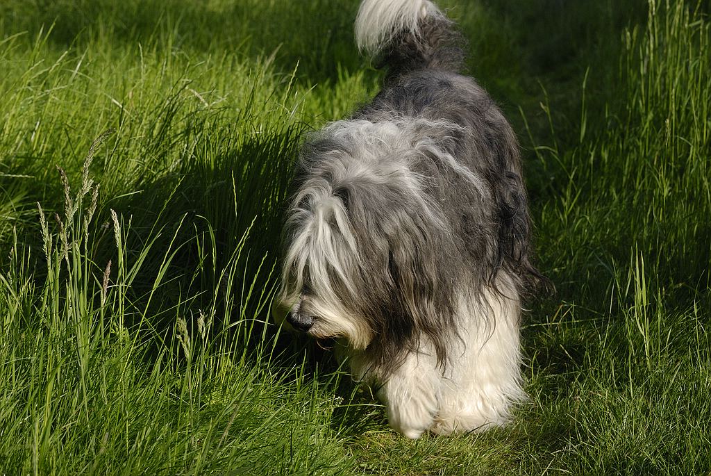 comp  DSC6840