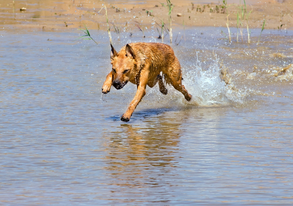comp  DSC9644