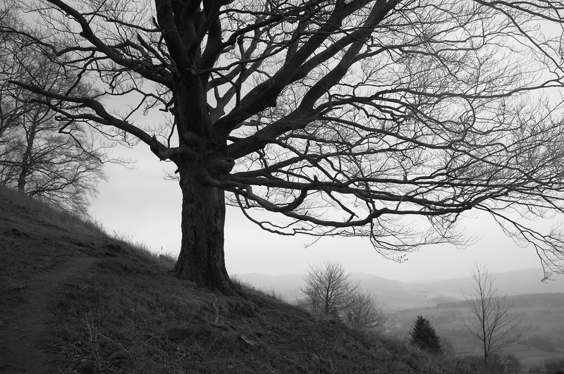 comp DSCF0730bsw