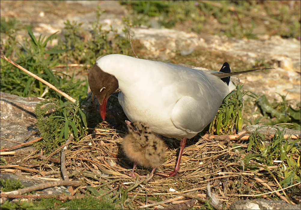 comp Eidersperrwerk 0991