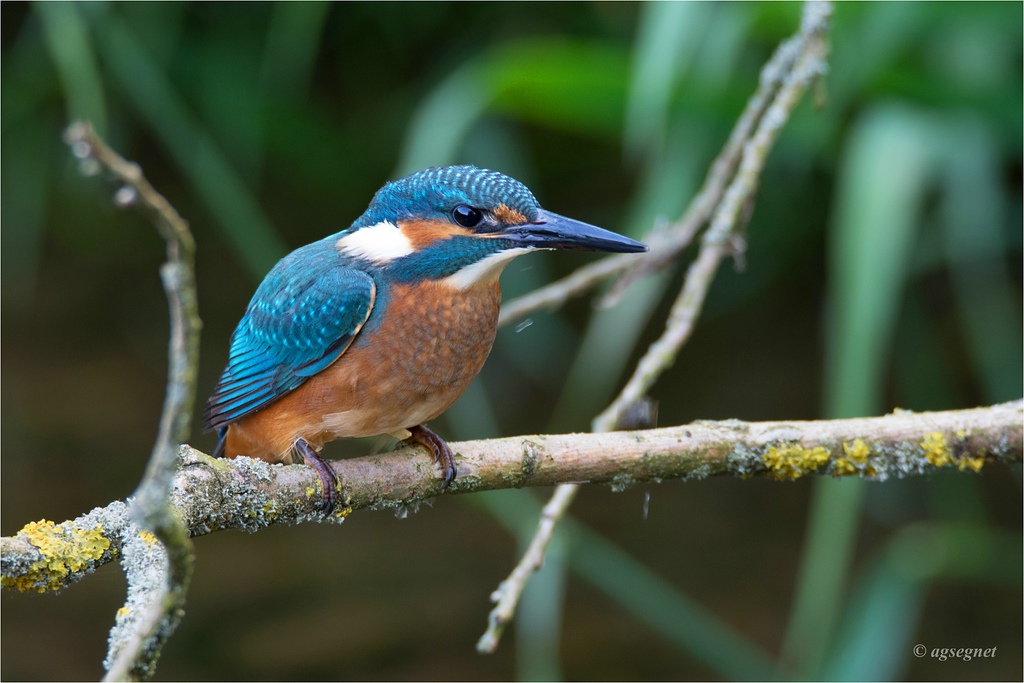 comp Eisvogel 1112
