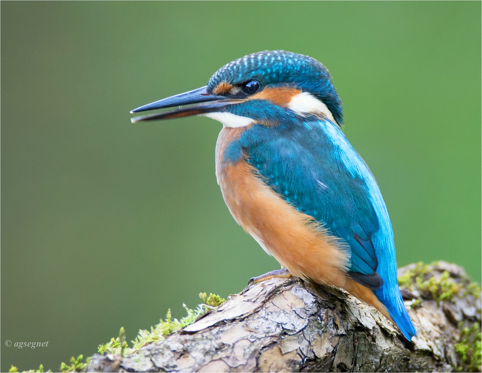 comp Eisvogel DSC 1024