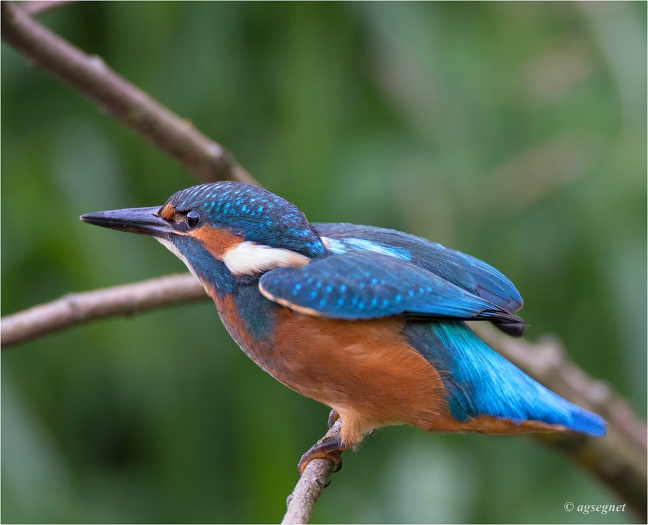 comp Eisvogel DSC 1164