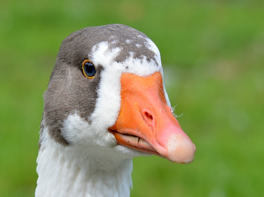 comp Gans2