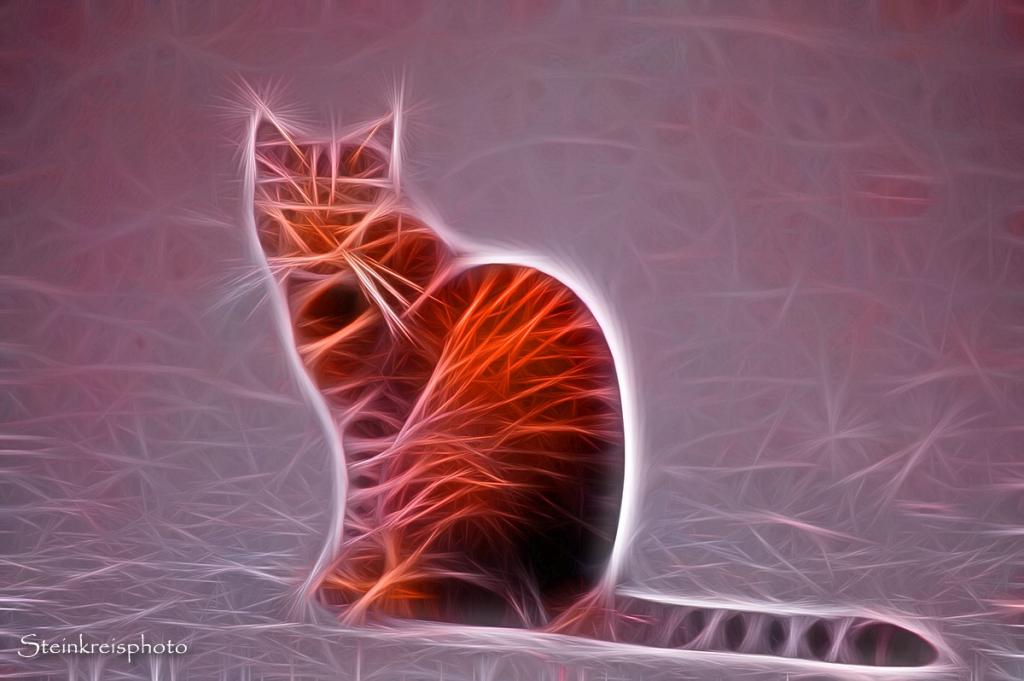 comp Gatto rosso