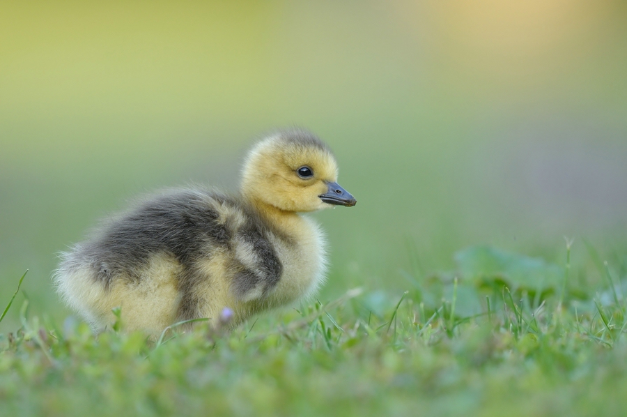 comp Großformat.Wildvögel (361)