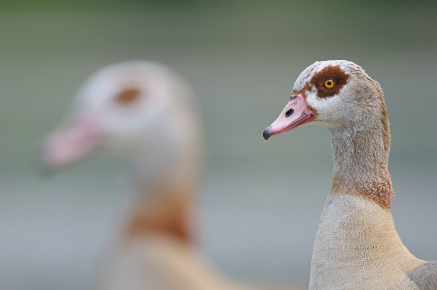 comp Großformat.Wildvögel (362)