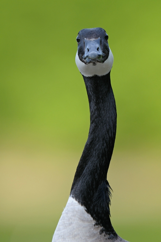 comp Großformat.Wildvögel (363)