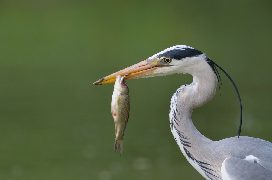 comp Großformat.Wildvögel (367)