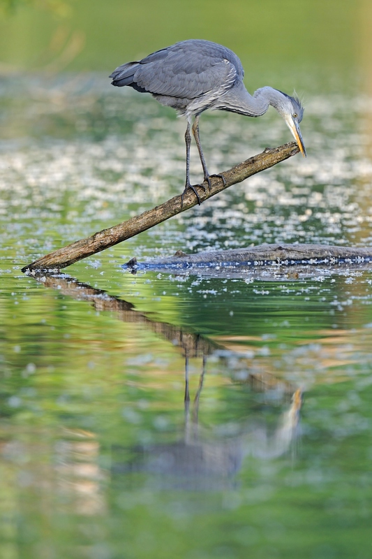 comp Großformat.Wildvögel (369)