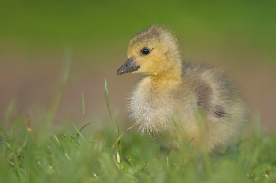 comp Großformat.Wildvögel (370)