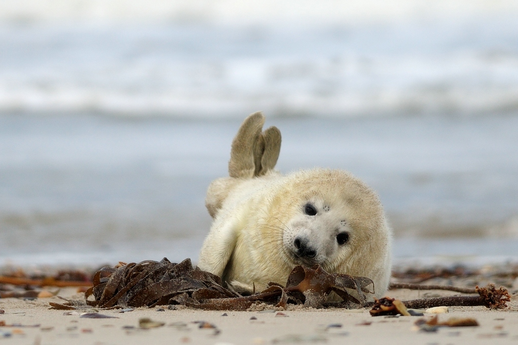 comp Helgoland 030 Dezember 2013