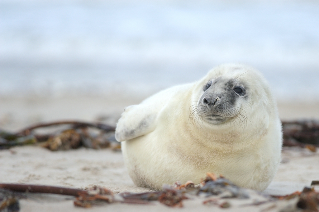 comp Helgoland 037 Dezember 2013