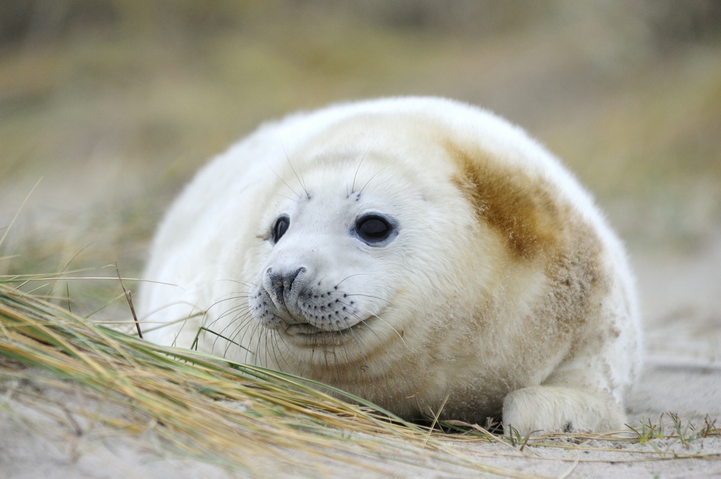 comp Helgoland 069 Dezember 2013