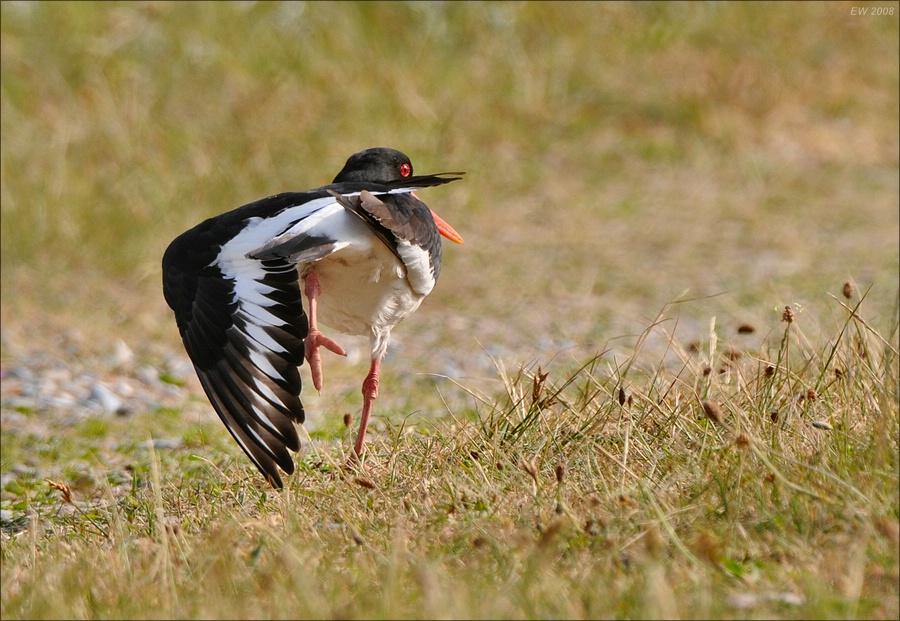comp Helgoland 2008 01234