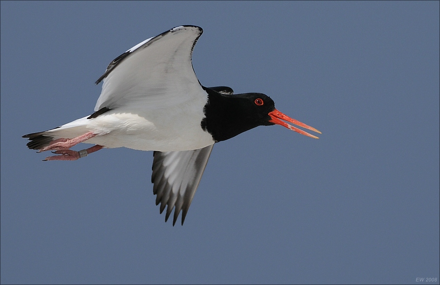 comp Helgoland 2008 01296