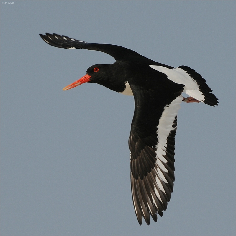 comp Helgoland 2008 01307