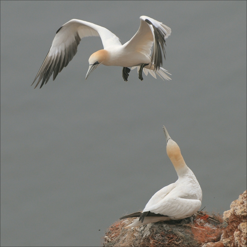comp Helgoland 2008 02858