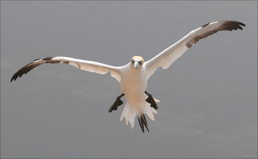 comp Helgoland 2008 04140