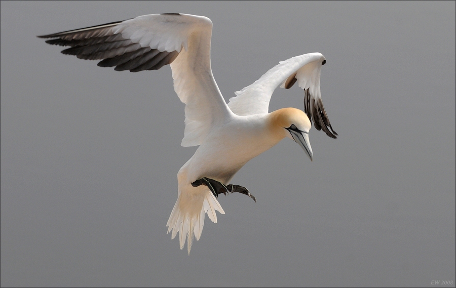 comp Helgoland 2008 04157