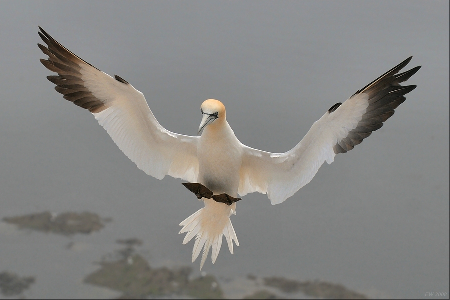 comp Helgoland 2008 04169