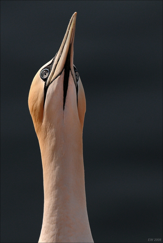 comp Helgoland 2008 04595