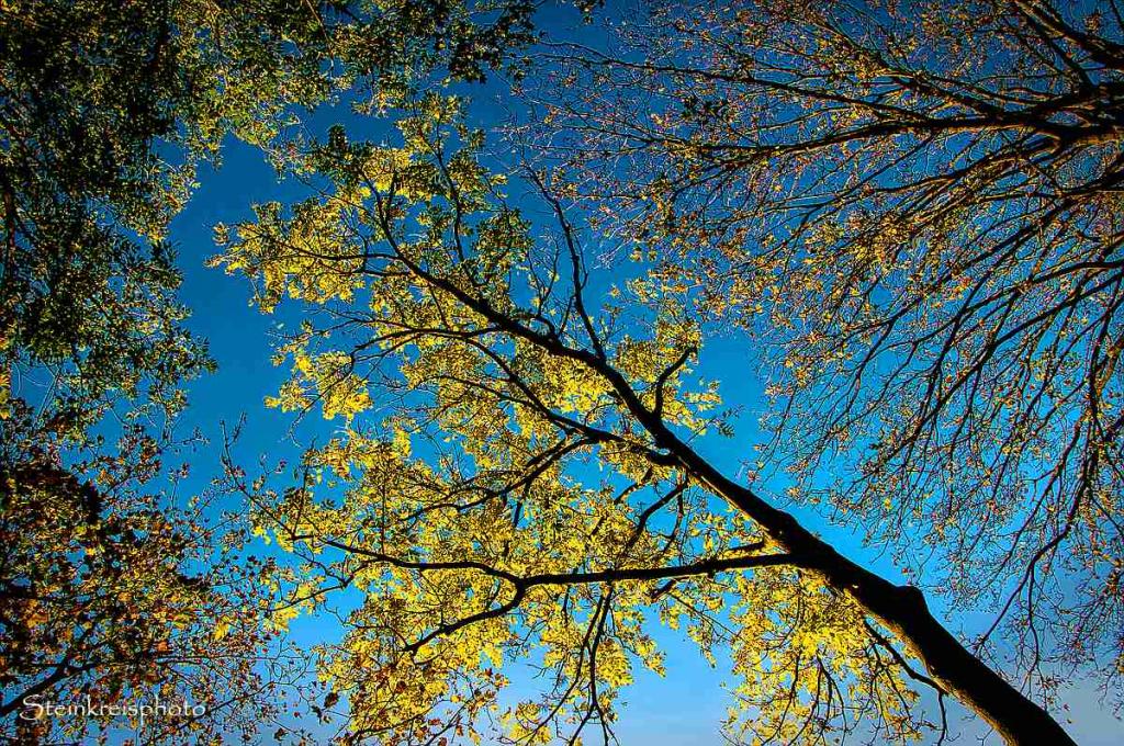 comp Herbstlicht 12