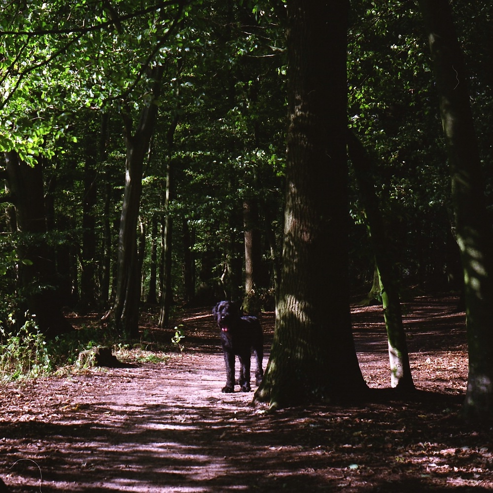 comp Im Wald