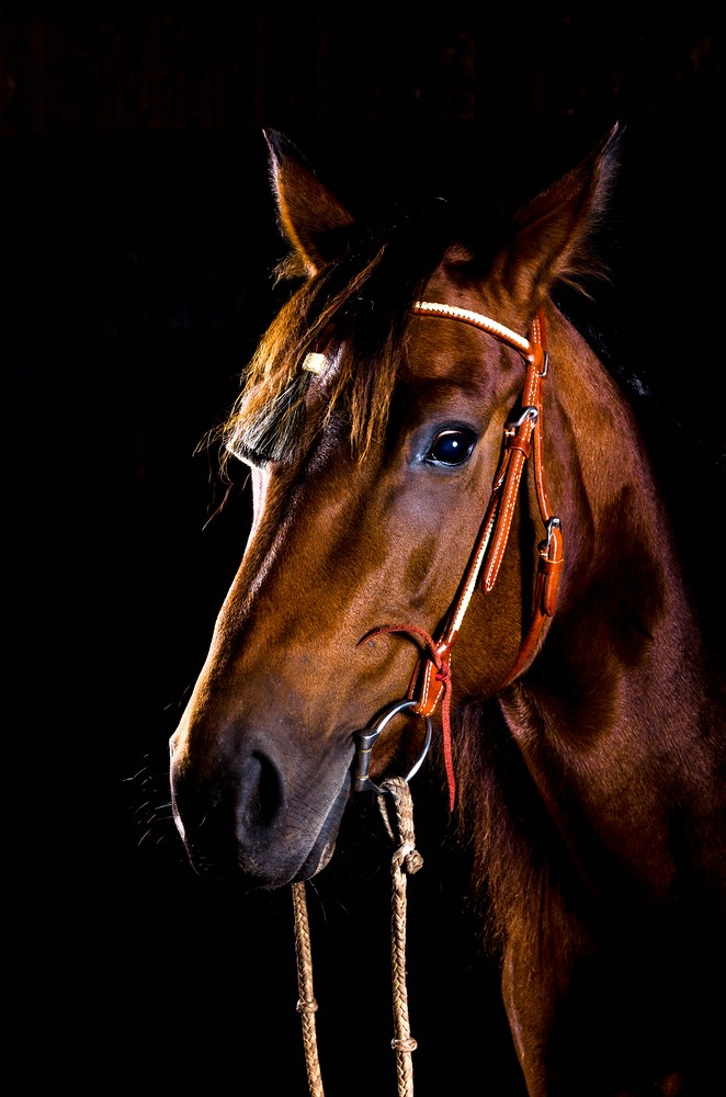 comp IMGP8975