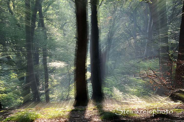 comp In das Licht