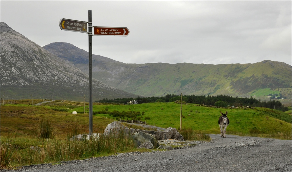 comp Irland2 207b