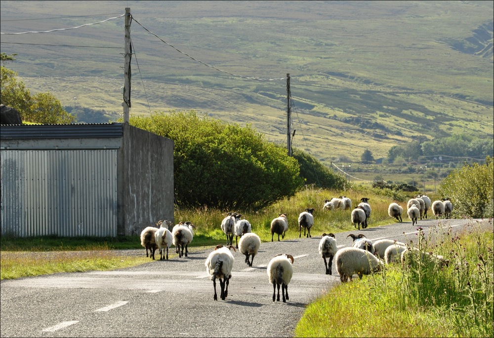 comp Irland2 589b