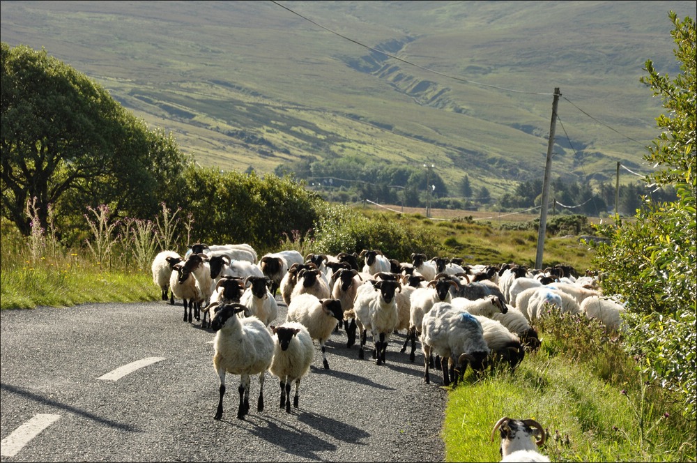 comp Irland2 591b