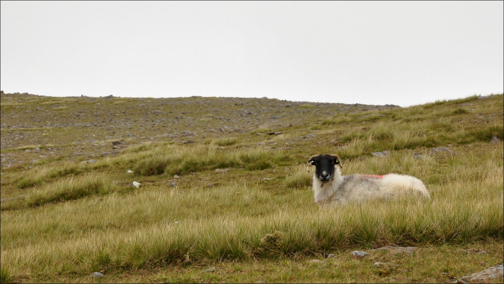 comp Irland2 631b   Bearbeitet