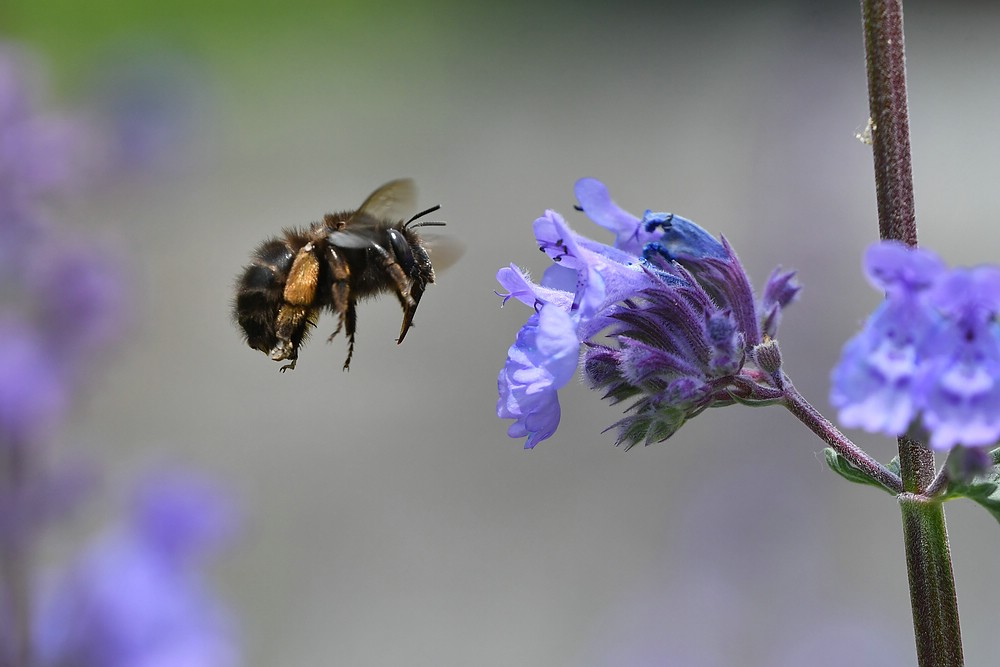 comp JEM 0109


Hummel