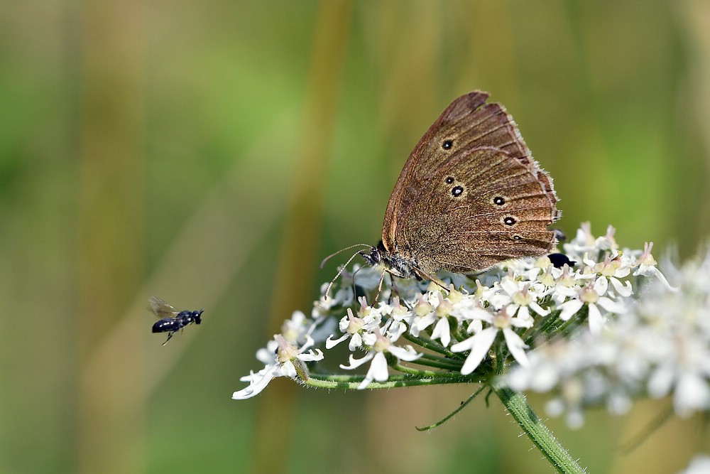 comp JEM 0127

Braunerwaldvogel