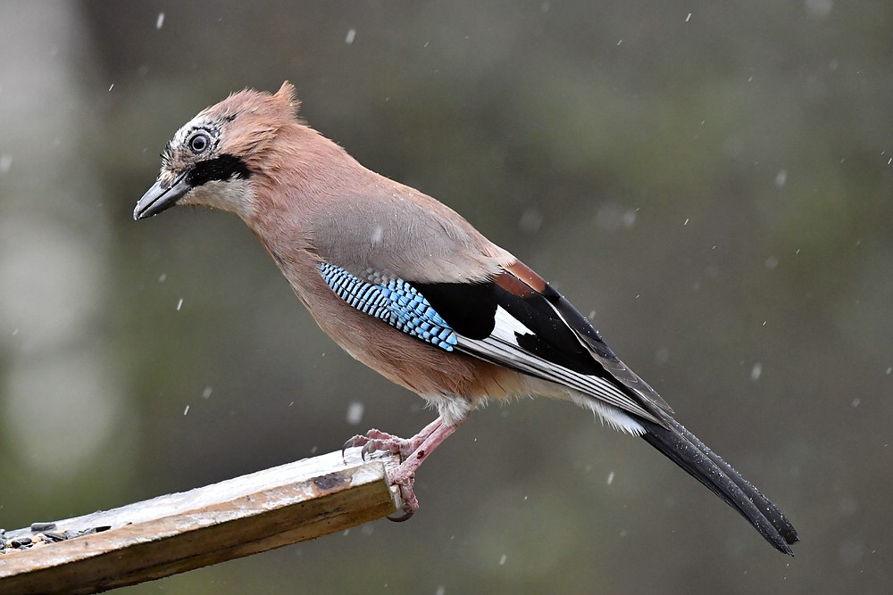 comp JEM 0129


Der Eichelhäher (Garrulus glandarius)