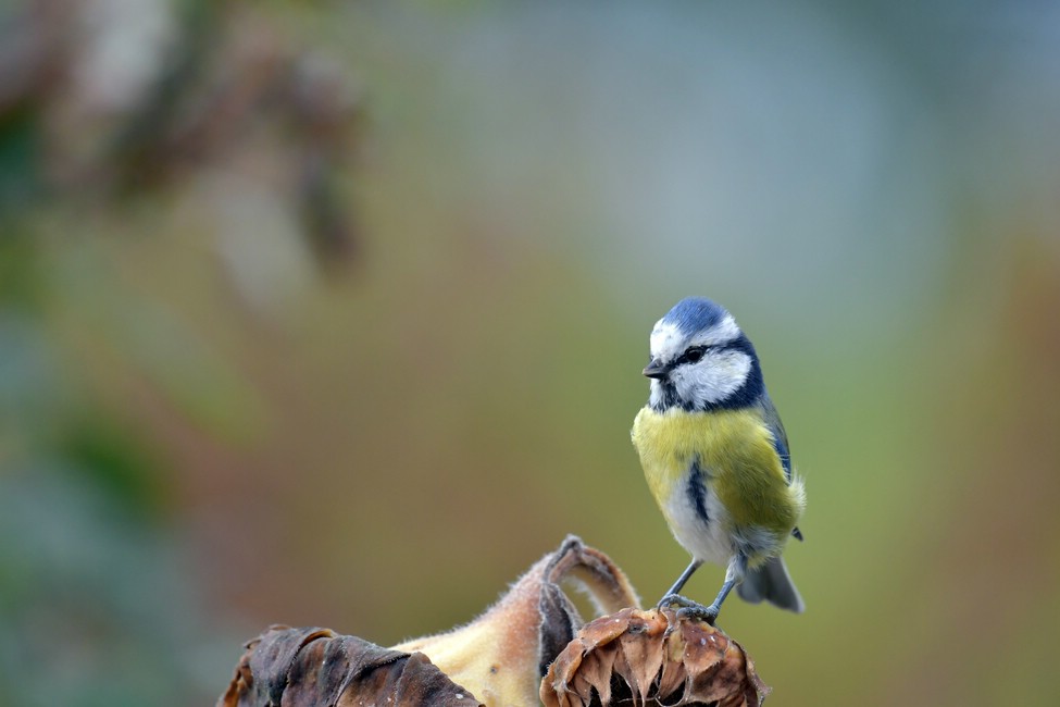 comp JEM 0411

Blaumeise