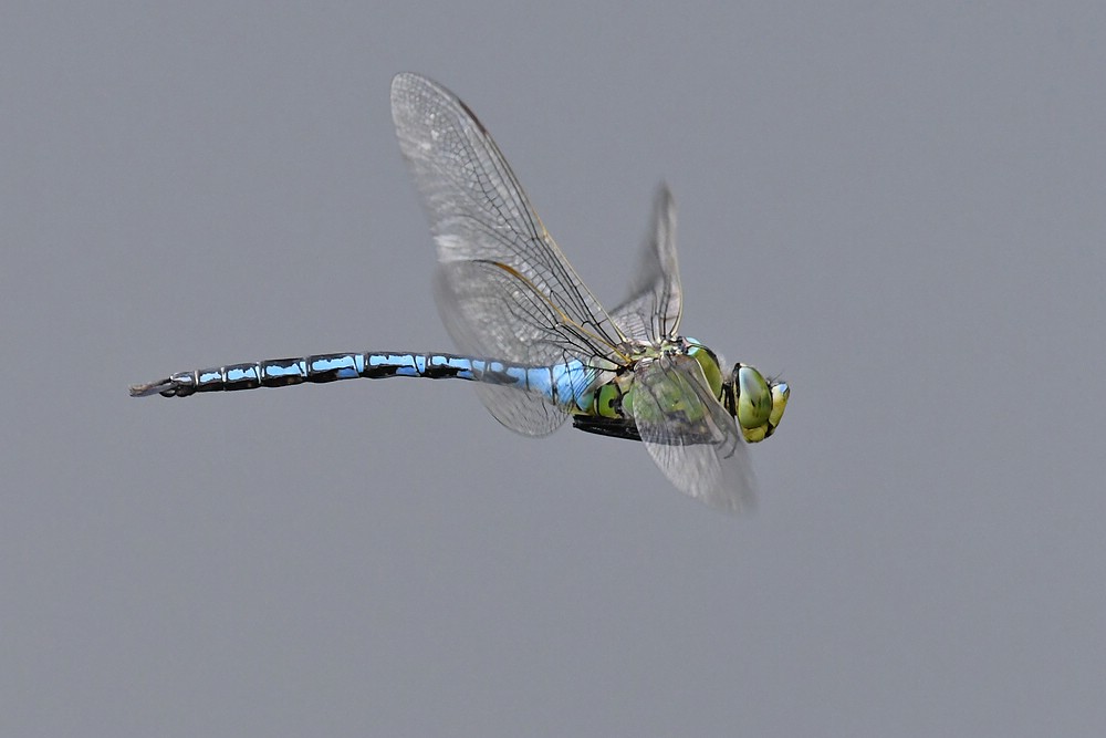 comp JEM 0615



Seine Majestät im Flugmodus ( Königslibelle )