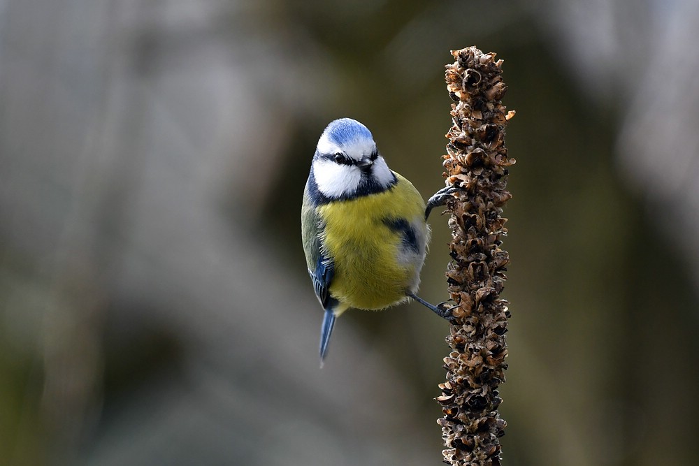 comp JEM 0739

Blaumeise