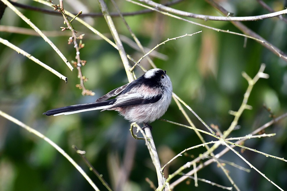 comp JEM 0895


Schwanzmeise
