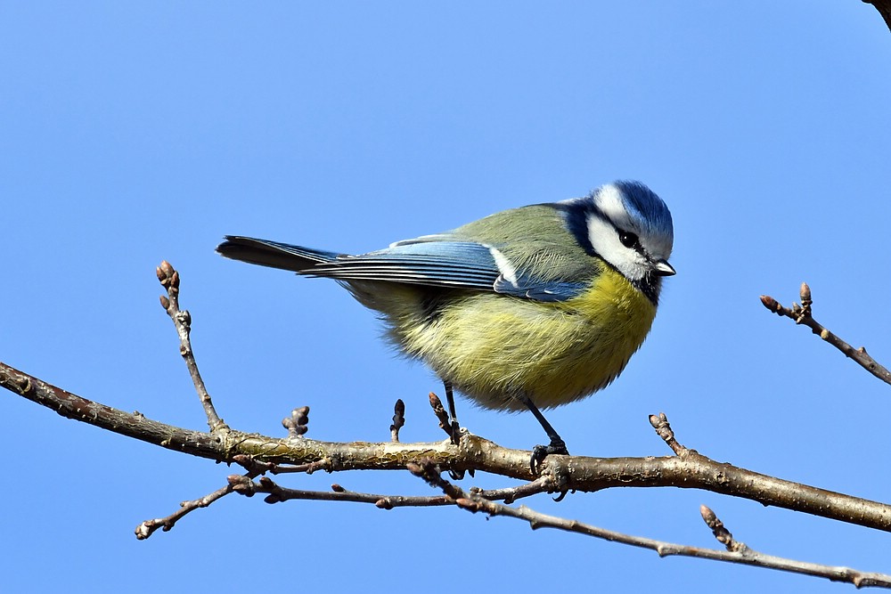 comp JEM 1098


Hiermit verkünde ich den Frühling