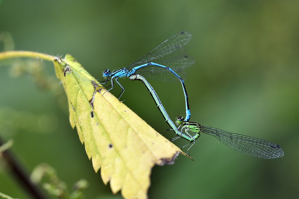 comp JEM 2079

Hufeisen-Azurjungfer