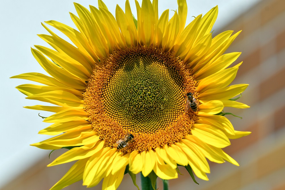 comp JEM 2243

Sonnenblumen aus Vogelfutter