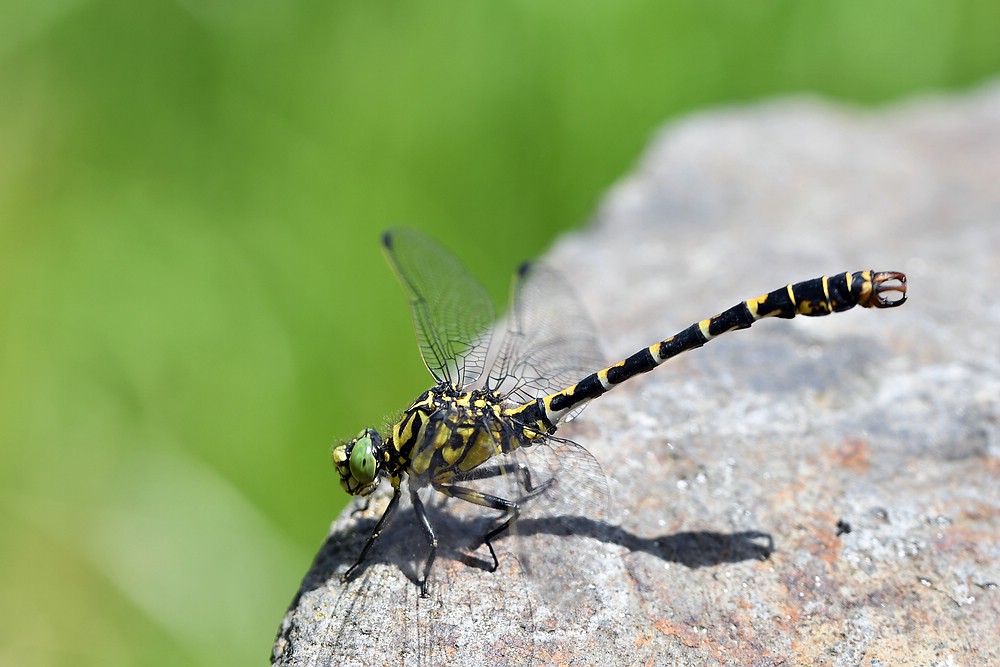 comp JEM 2440

Kleine Zangenlibelle