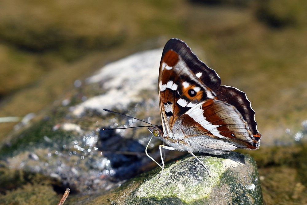 comp JEM 2706


Großer Schillerfalter