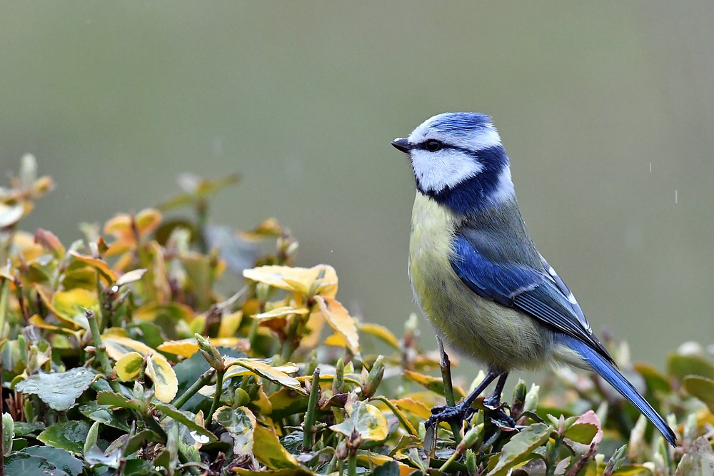 comp JEM 2815

Blaumeise