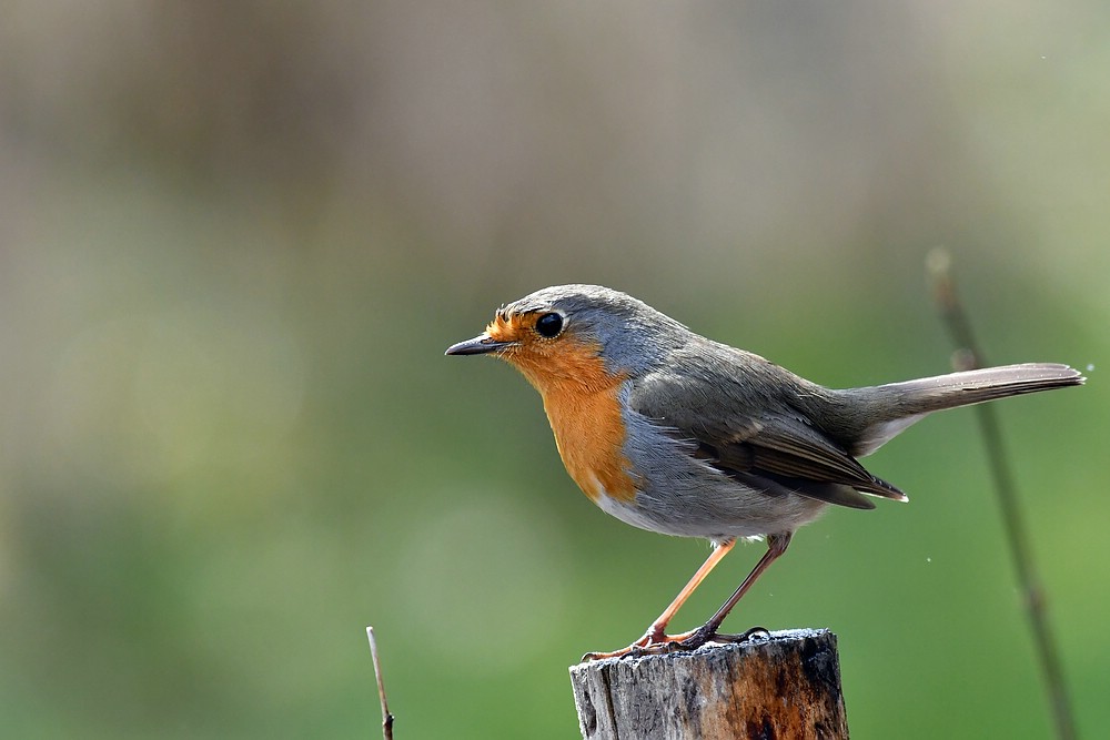 comp JEM 2849

Rotkehlchen