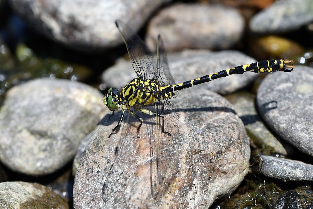 comp JEM 2975

Kleine Zangenlibelle