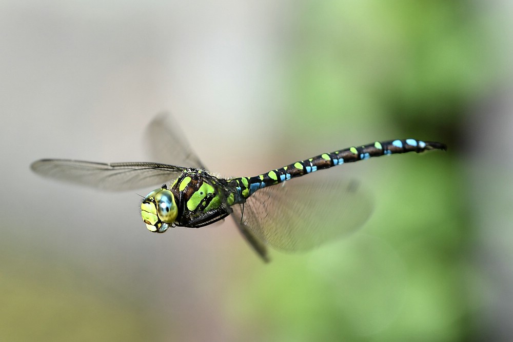 comp JEM 3061

Mosaikjungfer